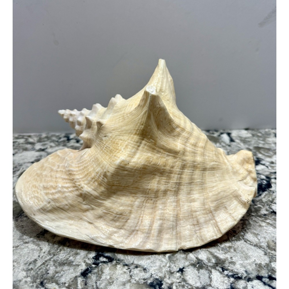 Queen Conch Sea Shell 9" Large Pink Beach Coastal Decoration Collectable Decor